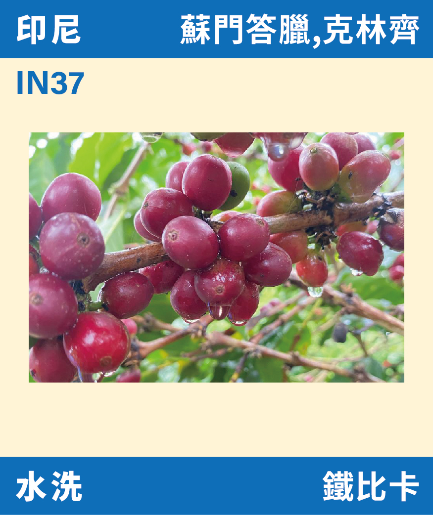 IN37｜印尼 克林齊 Gayo 水洗