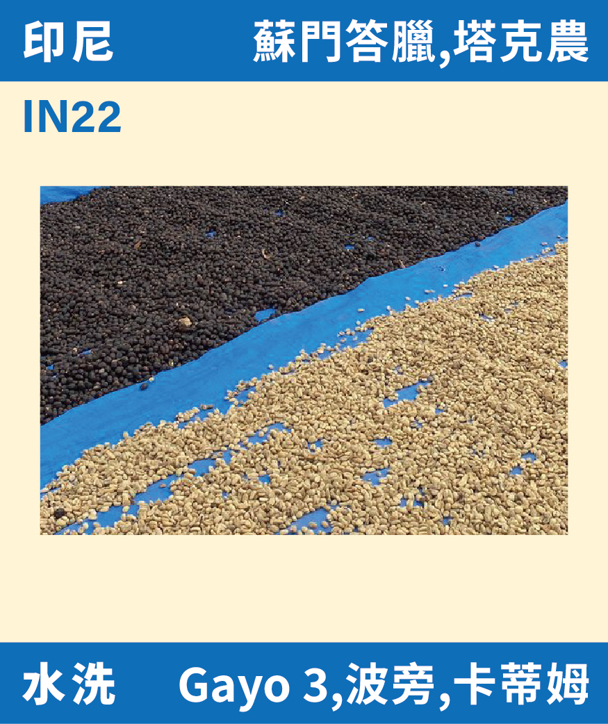 IN22｜印尼 塔克農 Gayo 水洗