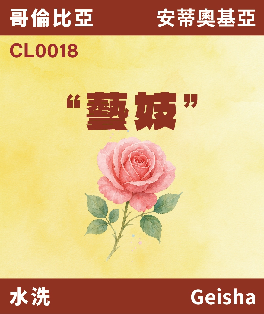 CL0018｜哥倫比亞 藝妓 水洗